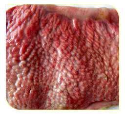 Proventriculus petechial haemorrhages